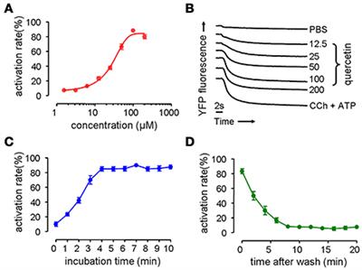 Role of Quercetin in Modulating Chloride Transport in the Intestine